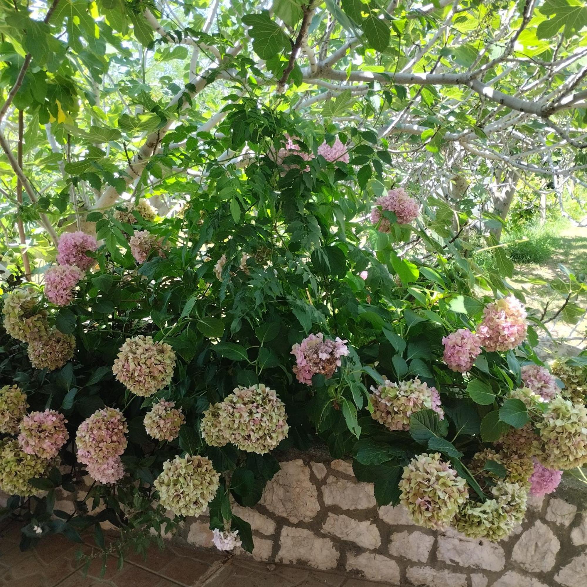 Apartmani Gero Lopar Luaran gambar